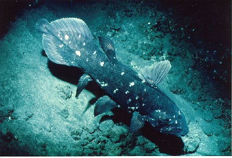 041903_coelacanth