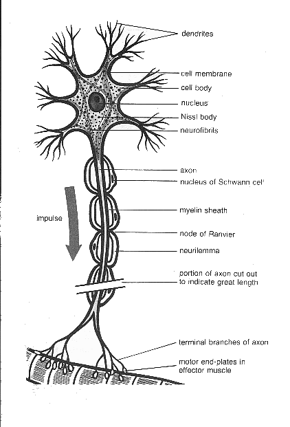 07142003neuron