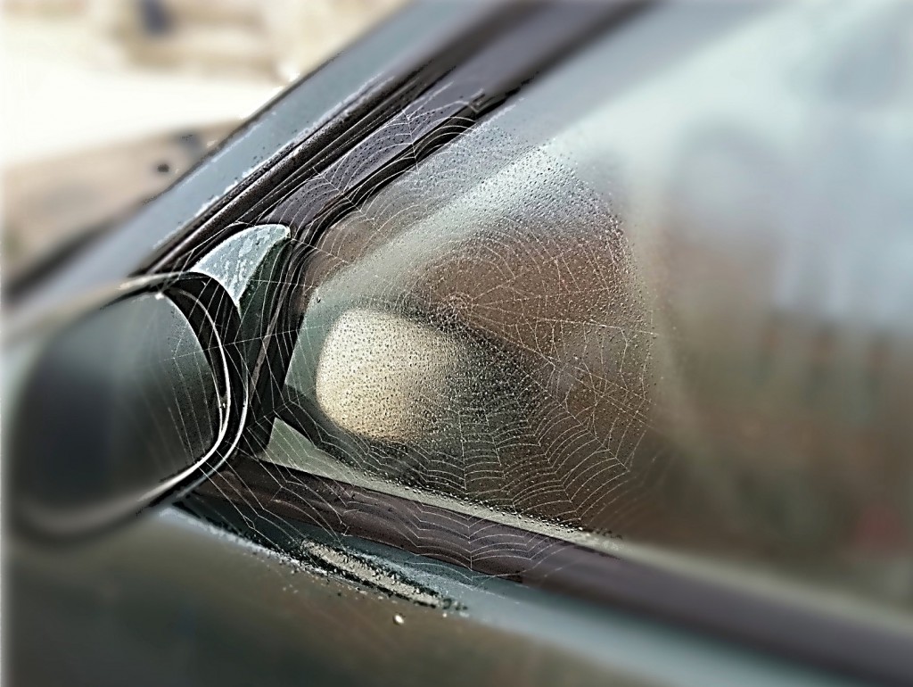 Spider's web