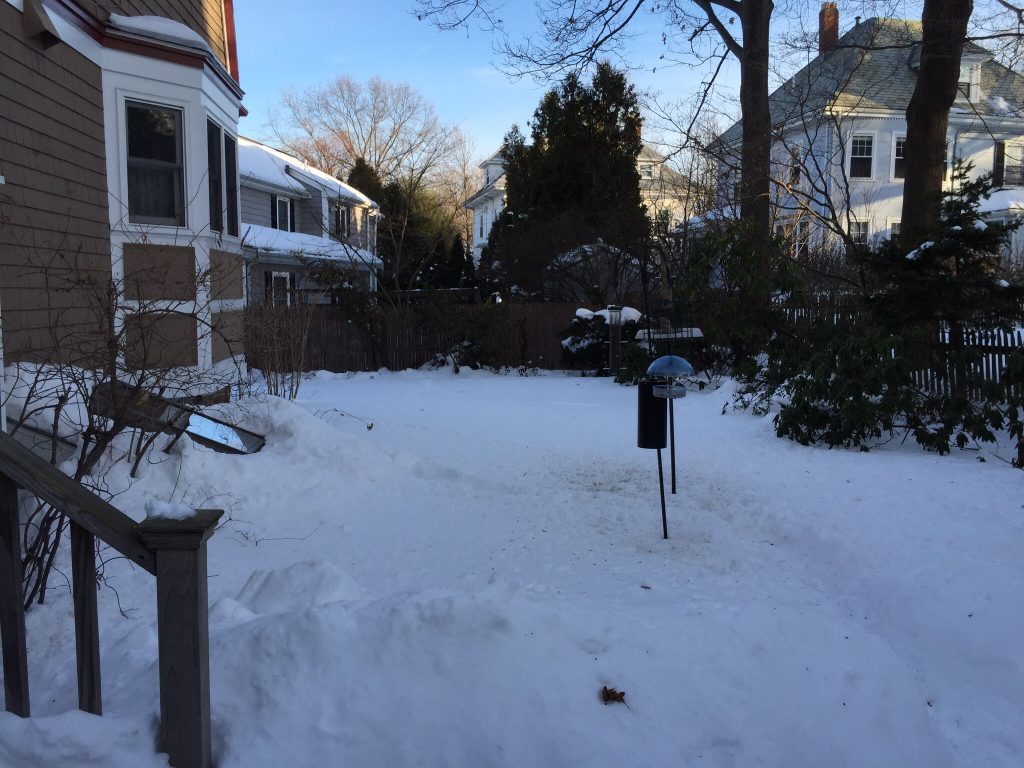 Backyard in Belmont